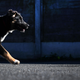 A dog walking in the courtyard of an animal shelter n Landerneau, western France, on October 8, 2021.